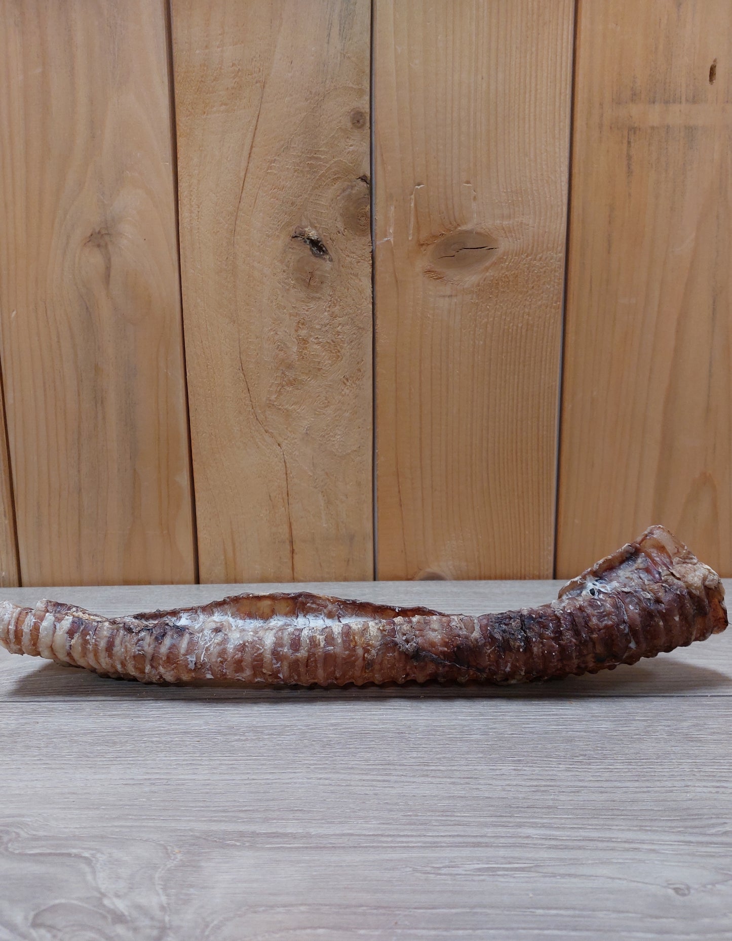 Bij-Zalme Luchtpijp groot (30cm)