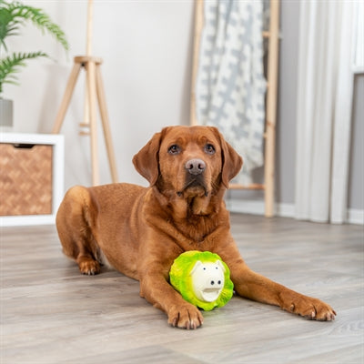 Alles voor je hond